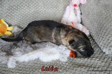 Laila,  grauw Oudduitse Herder teefje van 2 weken oud
